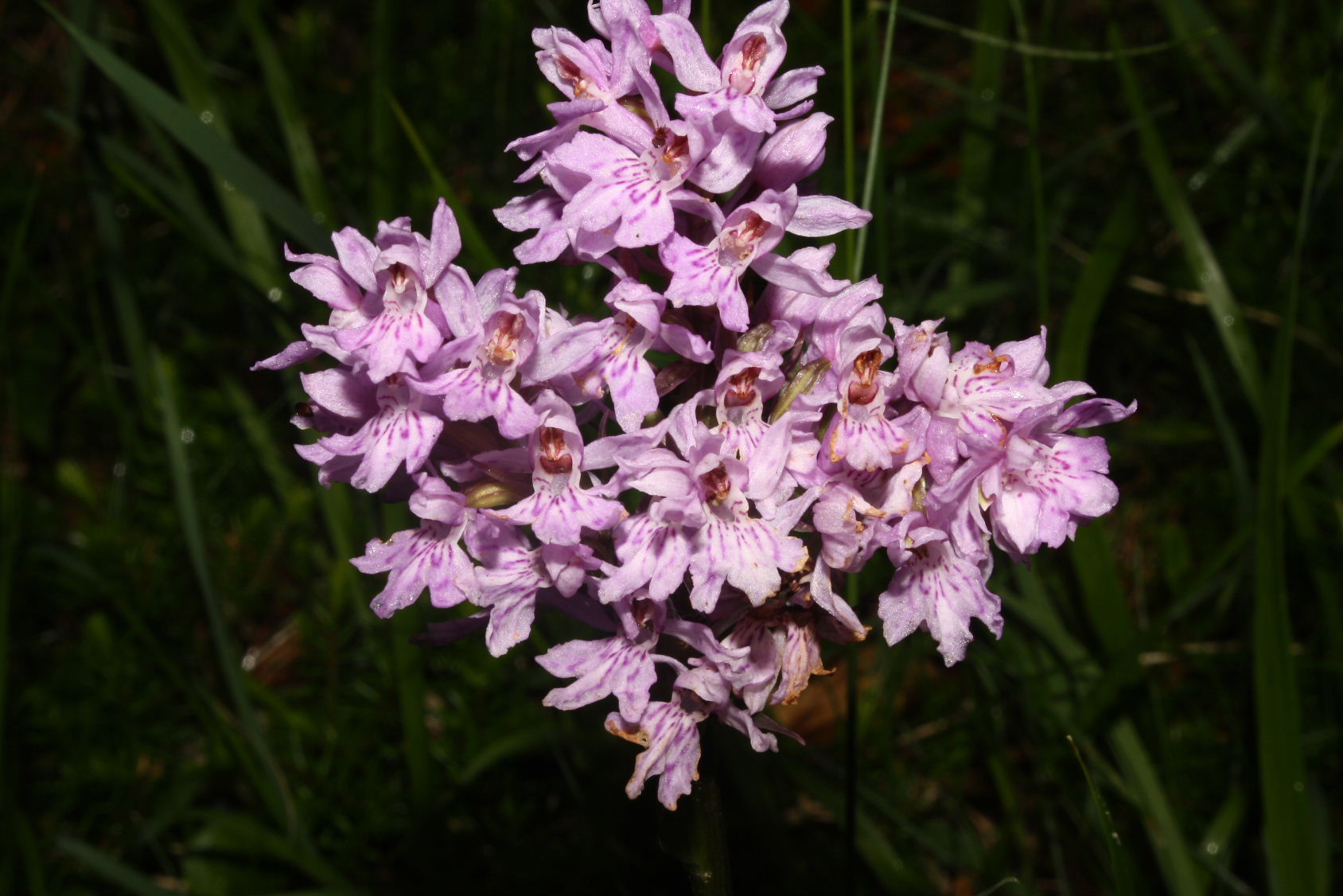 Lusus di Dactylorhiza maculata ssp. fucsii